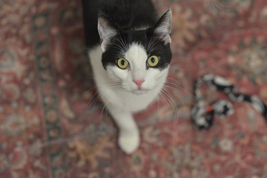 Kattenpraat