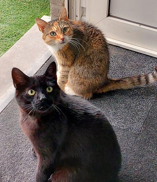 Kattenpraat