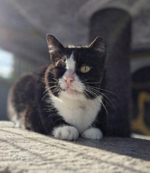 Kattenpraat