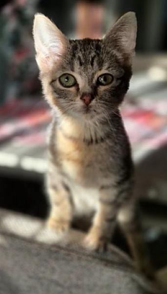 Kattenpraat