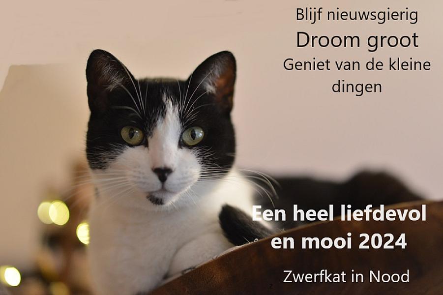Kattenpraat