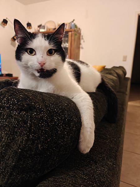 Kattenpraat