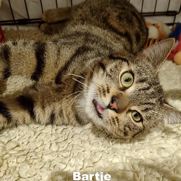 Kattenpraat