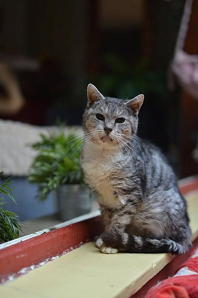 Kattenpraat