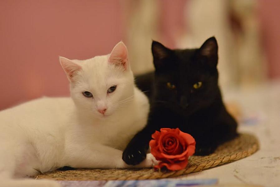Kattenpraat