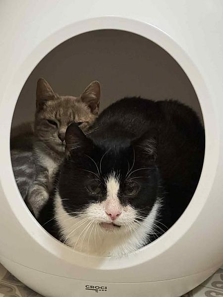 Kattenpraat