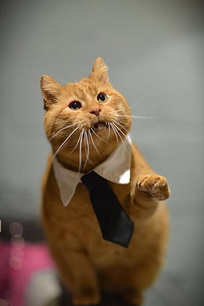 Kattenpraat