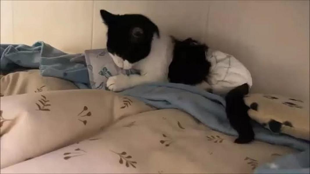 Kattenpraat