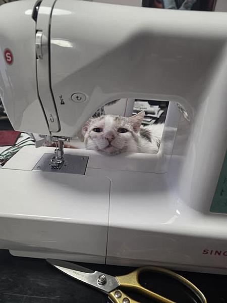 Kattenpraat