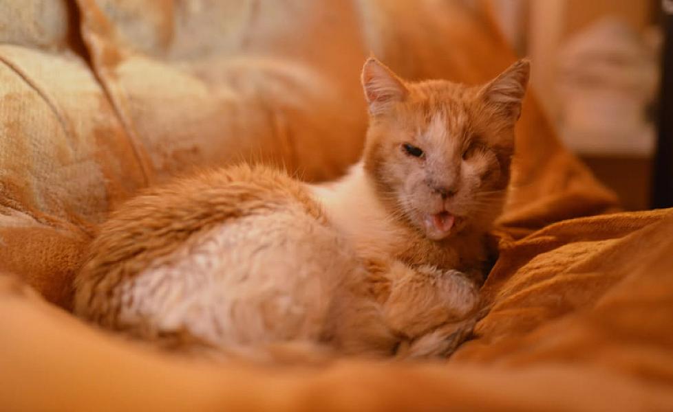 Kattenpraat