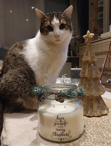 Kattenpraat