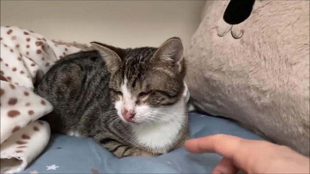 Kattenpraat