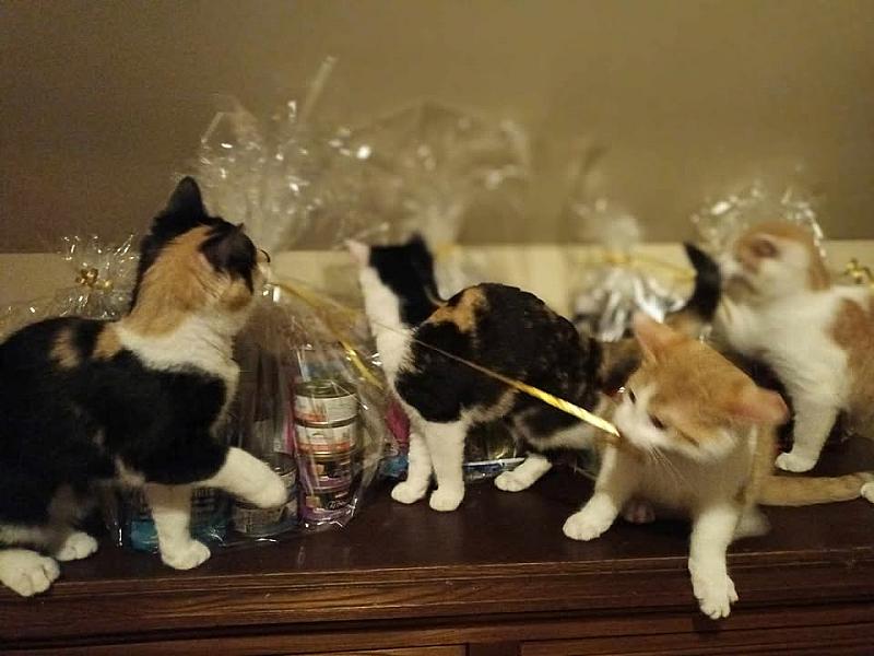 Kattenpraat