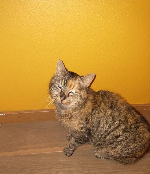 Kattenpraat