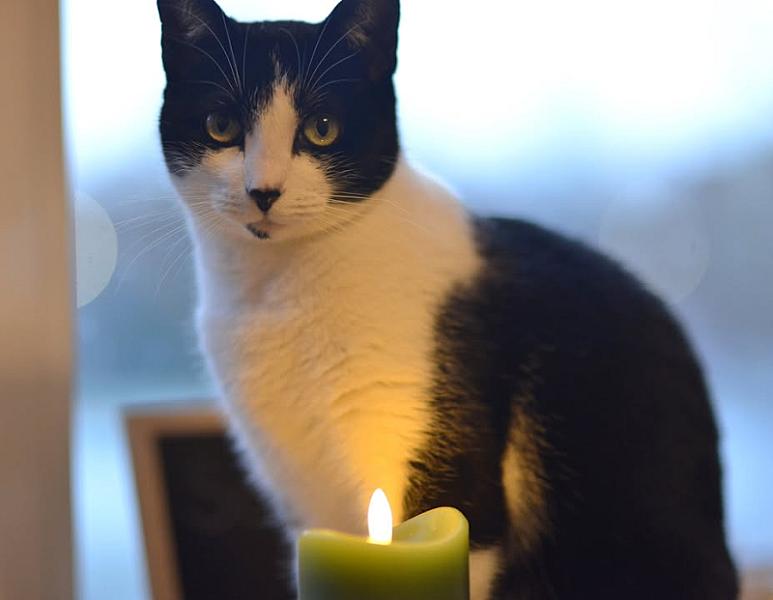 Kattenpraat