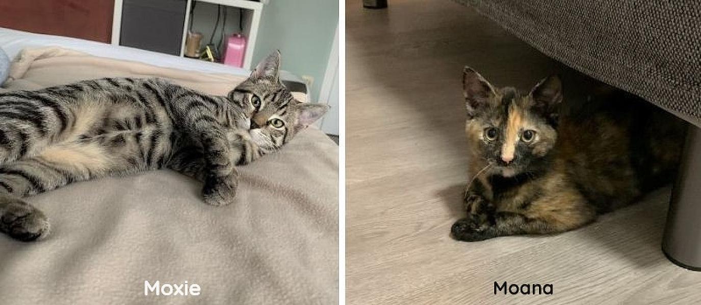 Kattenpraat