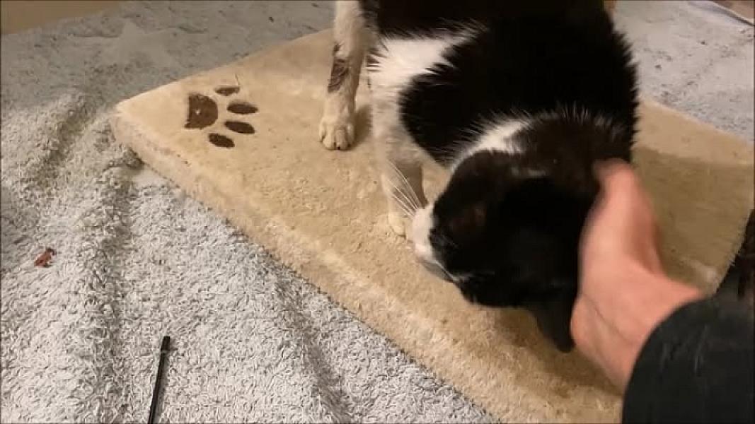 Kattenpraat