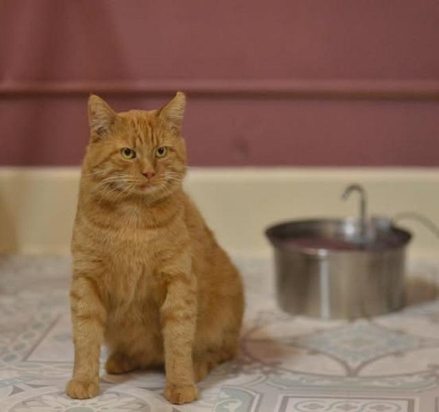 Kattenpraat