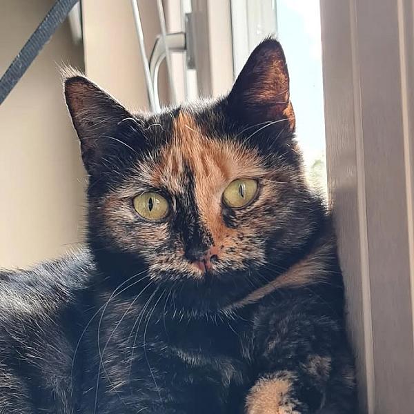 Kattenpraat