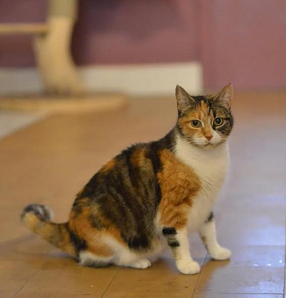 Kattenpraat