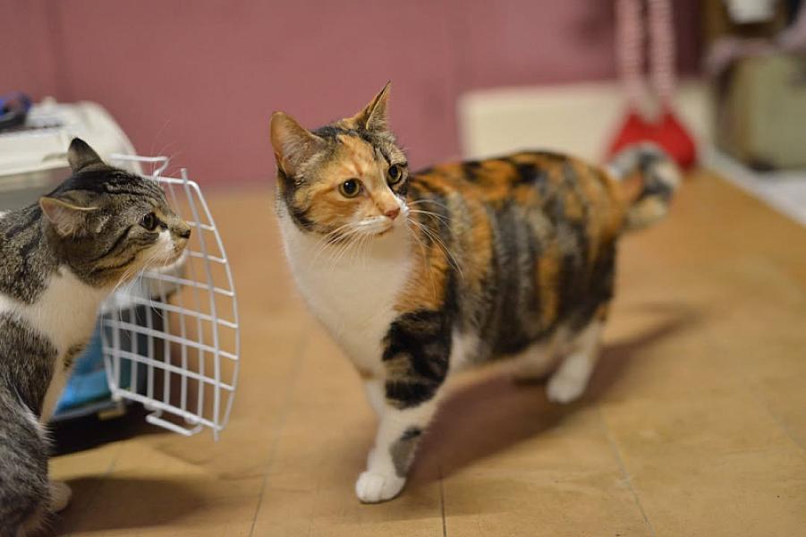 Kattenpraat