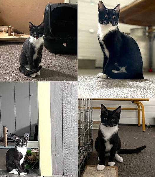 Kattenpraat