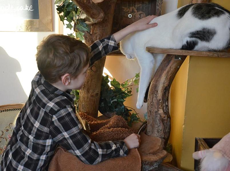 Kattenpraat