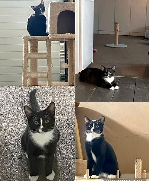 Kattenpraat
