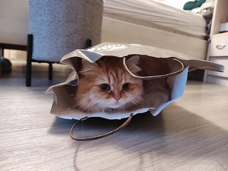 Kattenpraat