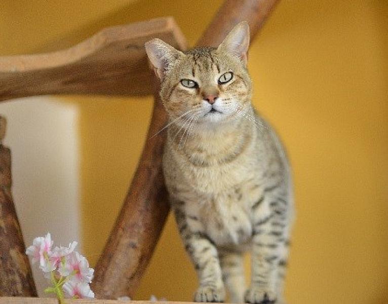 Kattenpraat