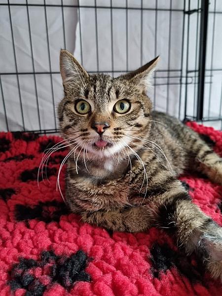 Kattenpraat