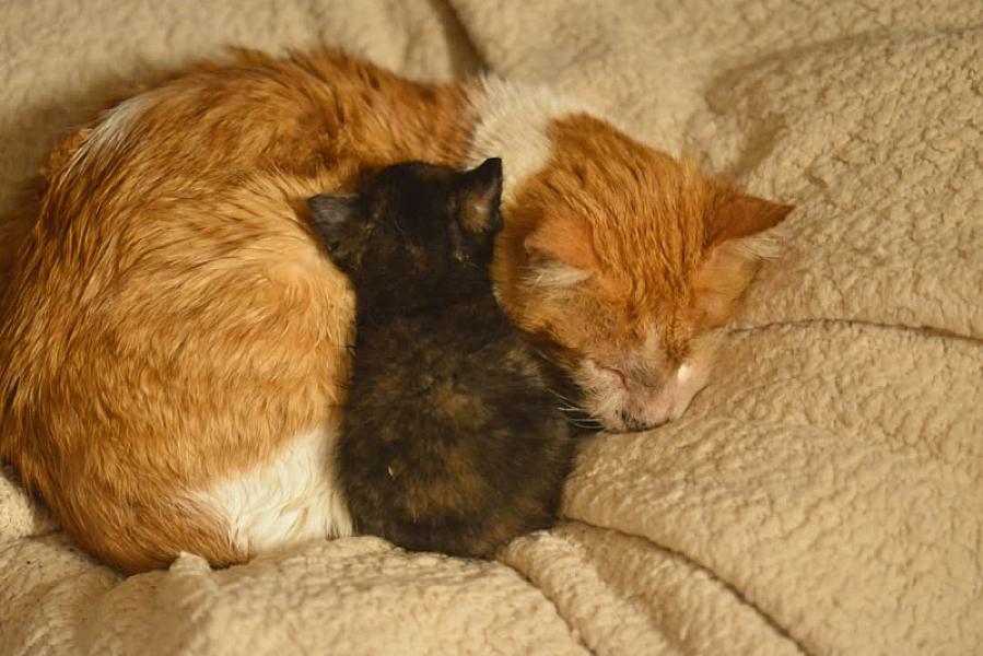 Kattenpraat