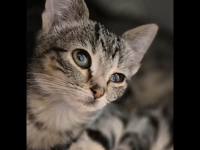 Kattenpraat