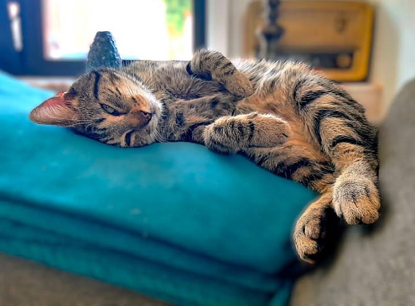 Kattenpraat