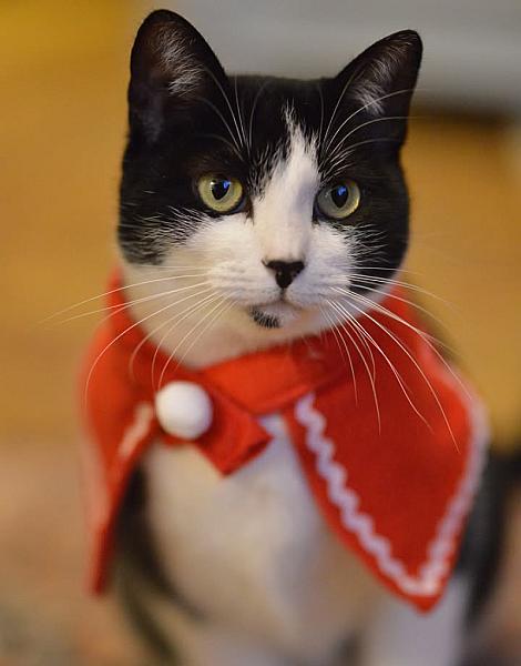 Kattenpraat