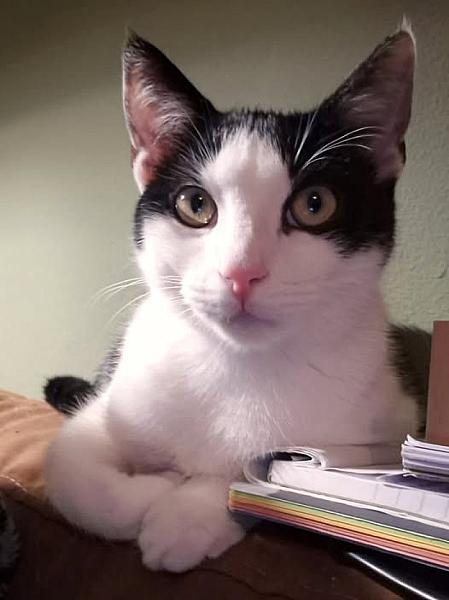 Kattenpraat