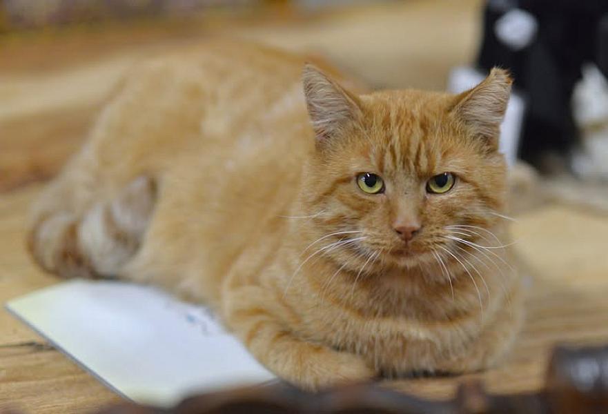 Kattenpraat