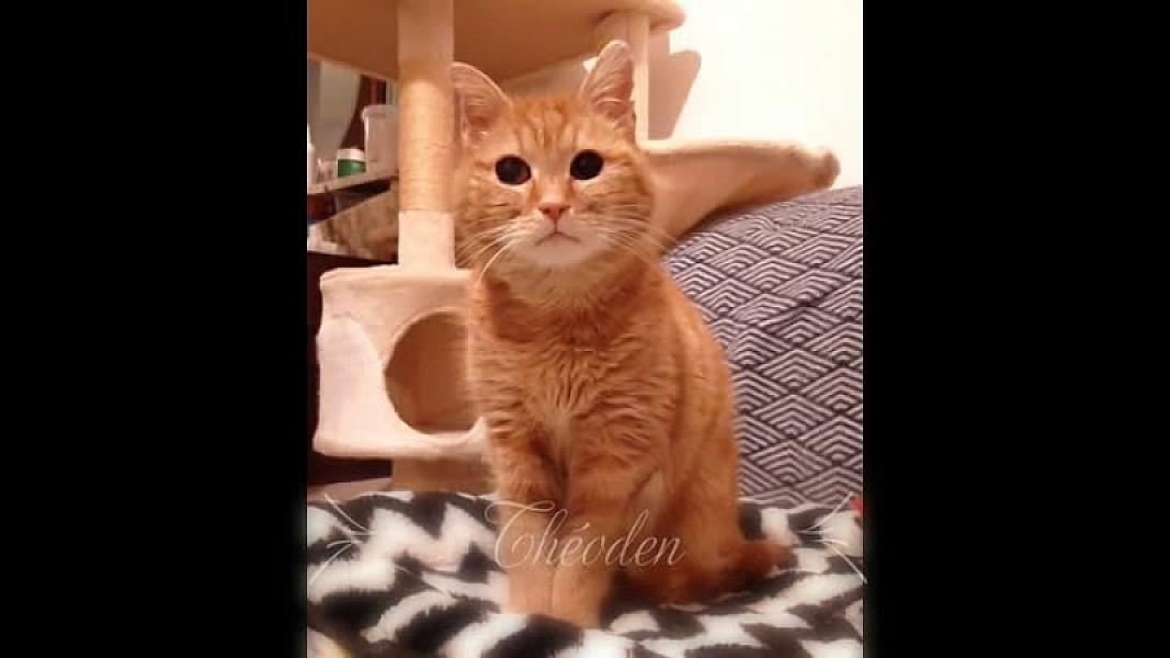 Kattenpraat