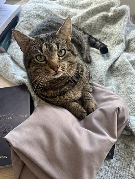 Kattenpraat