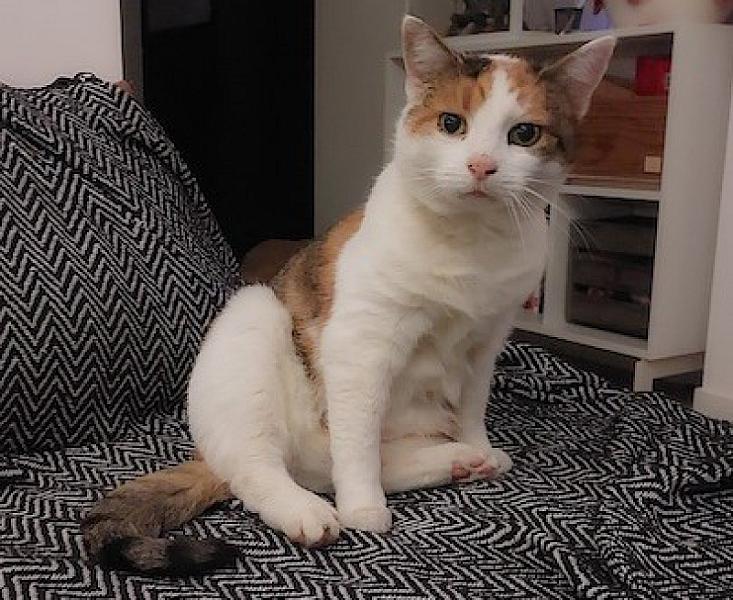 Kattenpraat