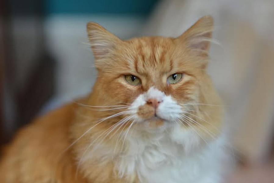 Kattenpraat