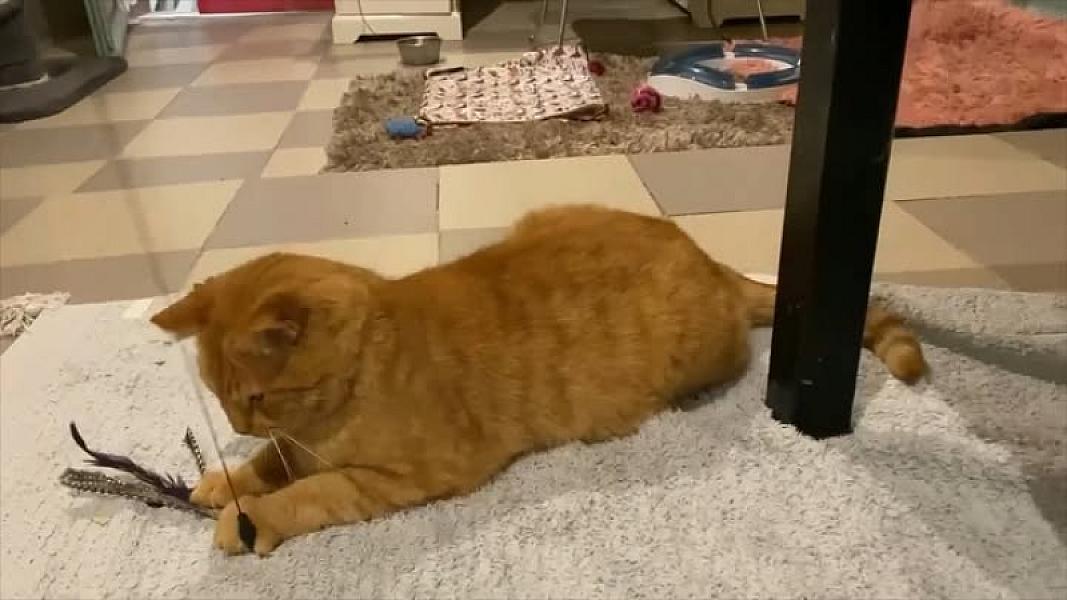 Kattenpraat