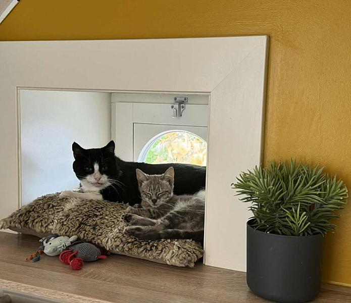 Kattenpraat