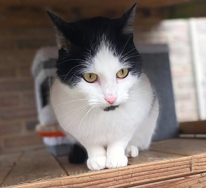 Kattenpraat