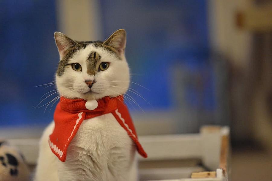 Kattenpraat