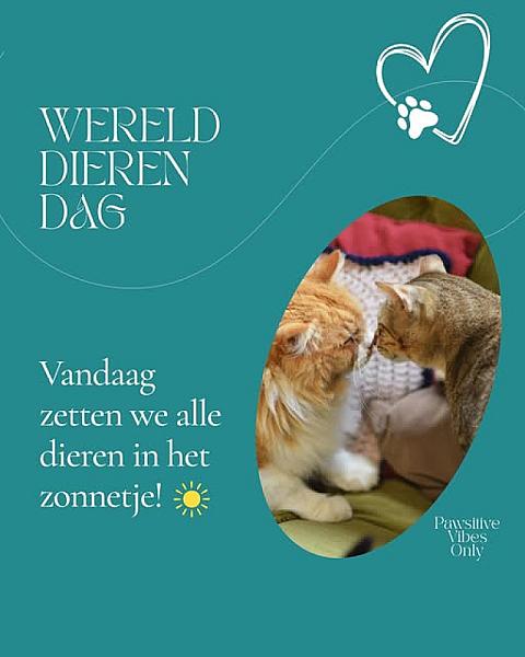 Kattenpraat