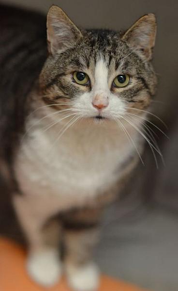 Kattenpraat