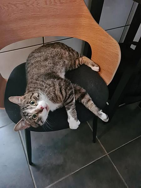 Kattenpraat
