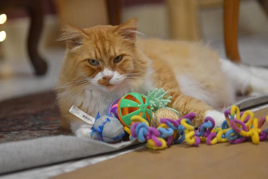 Kattenpraat