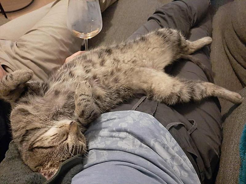 Kattenpraat